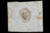 Rare Rielaspis Trilobite - Ontario, Canada #179440-1